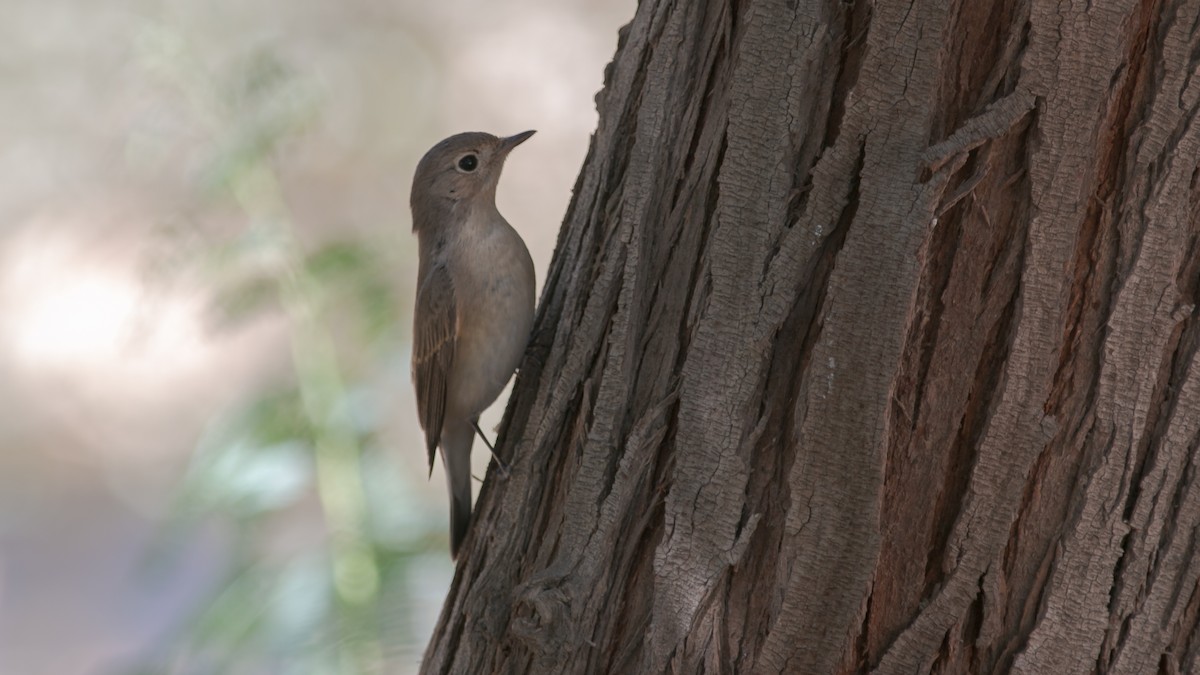 Red-breasted Flycatcher - ML356952291