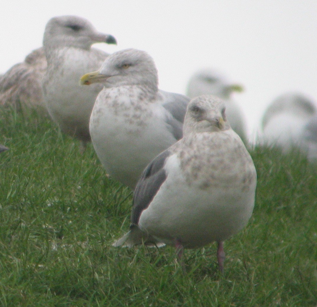 Slaty-backed Gull - ML35695281