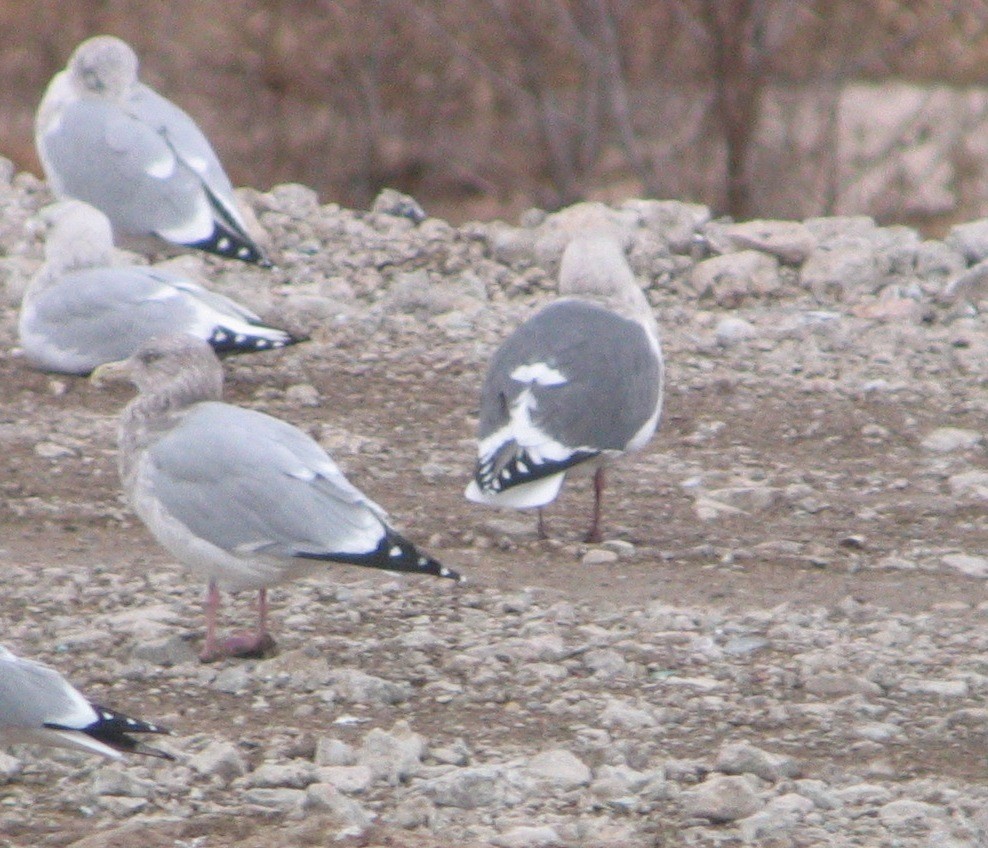 Slaty-backed Gull - ML35695291