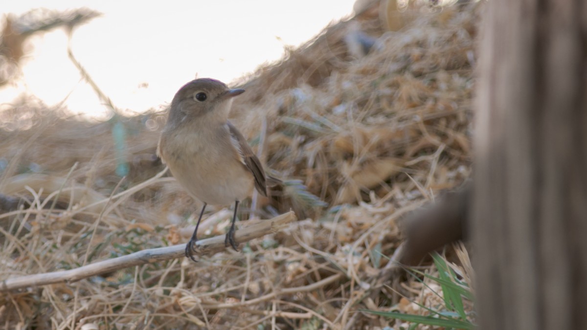 Red-breasted Flycatcher - ML356953231