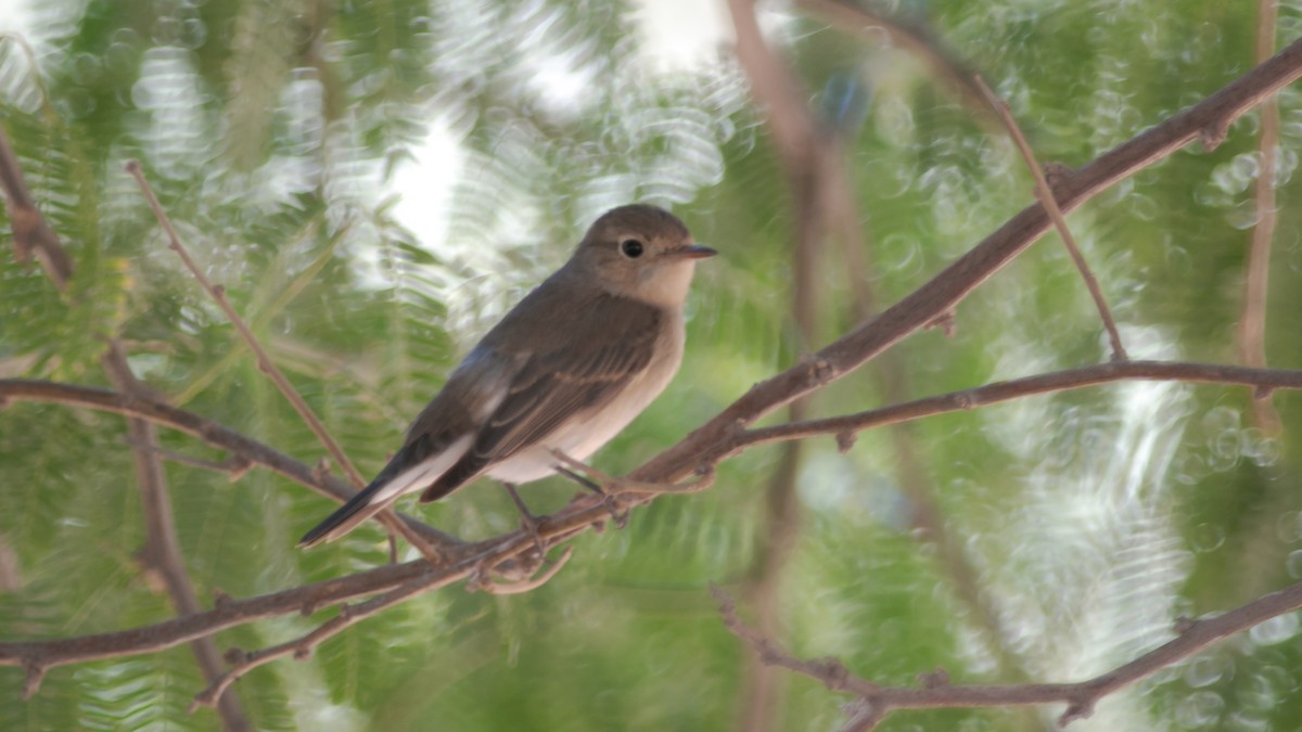 Red-breasted Flycatcher - ML356953351