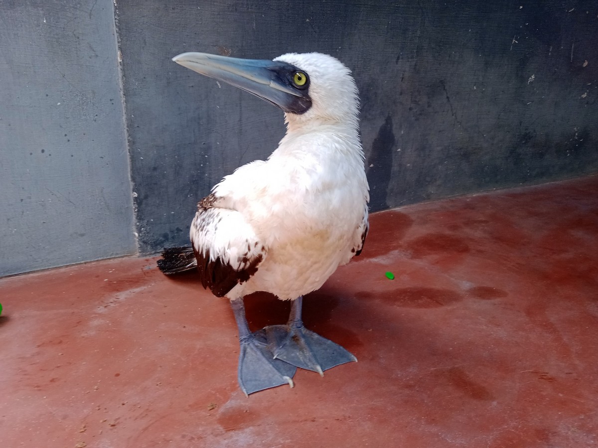 Masked Booby - ML356954151