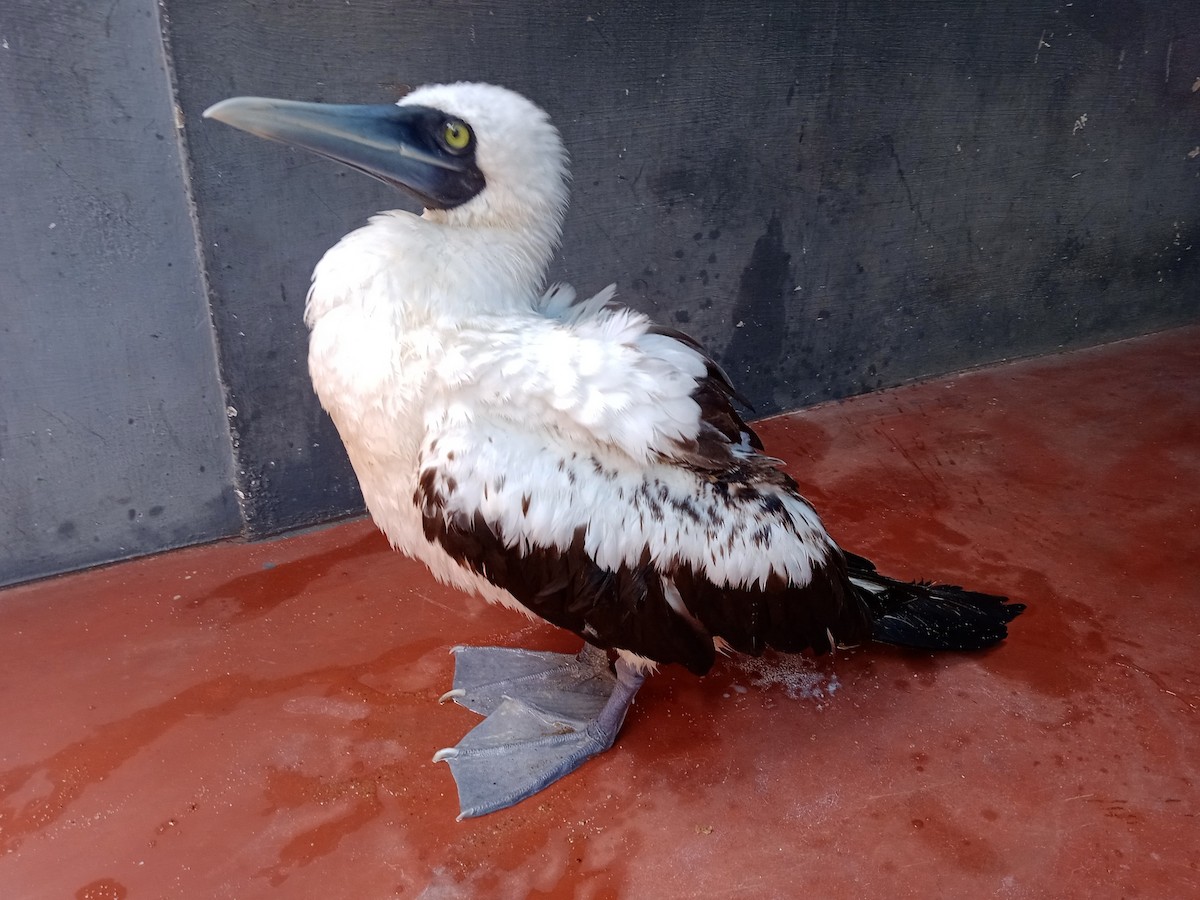 Masked Booby - ML356954171