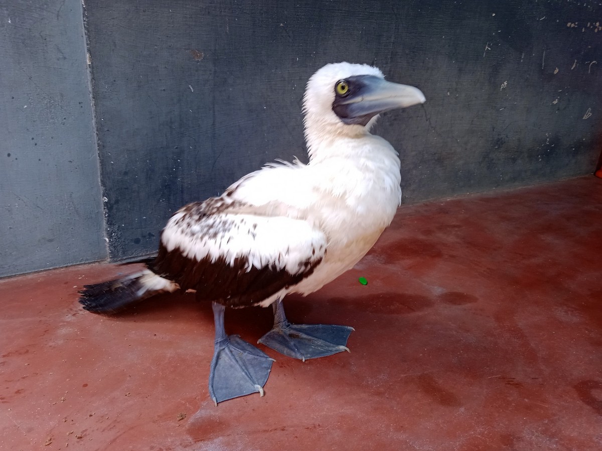 Masked Booby - ML356954191