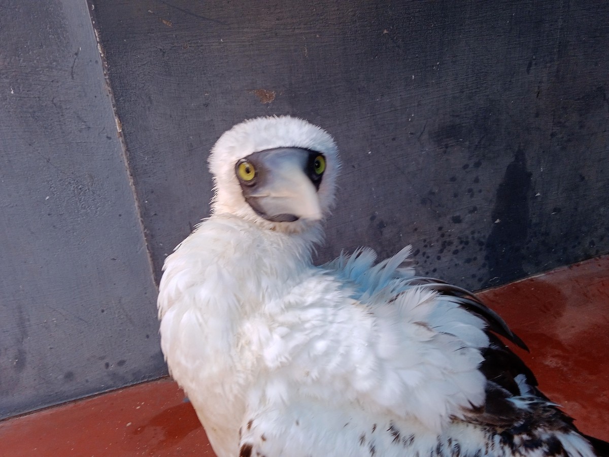 Masked Booby - ML356954201