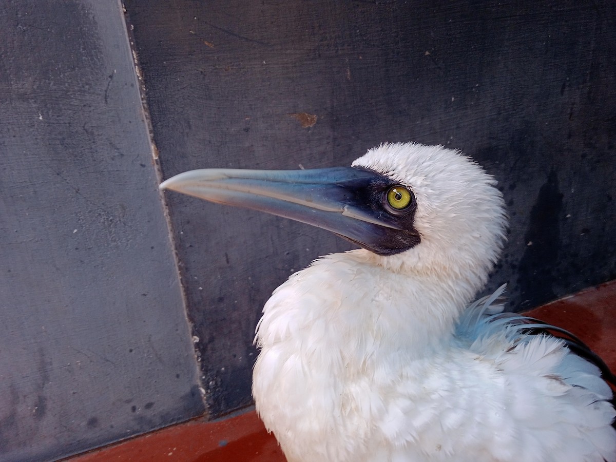 Masked Booby - ML356954221