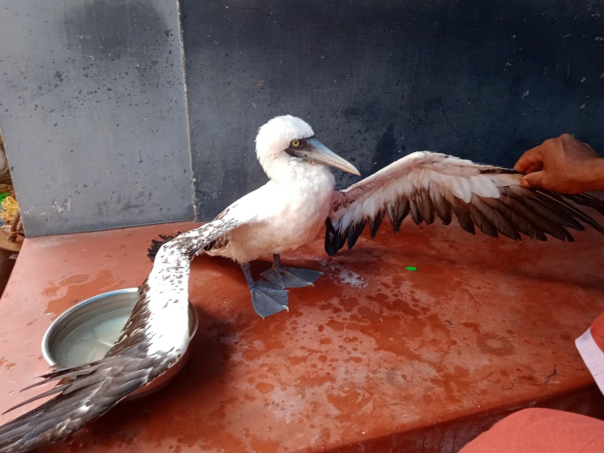 Masked Booby - ML356954231