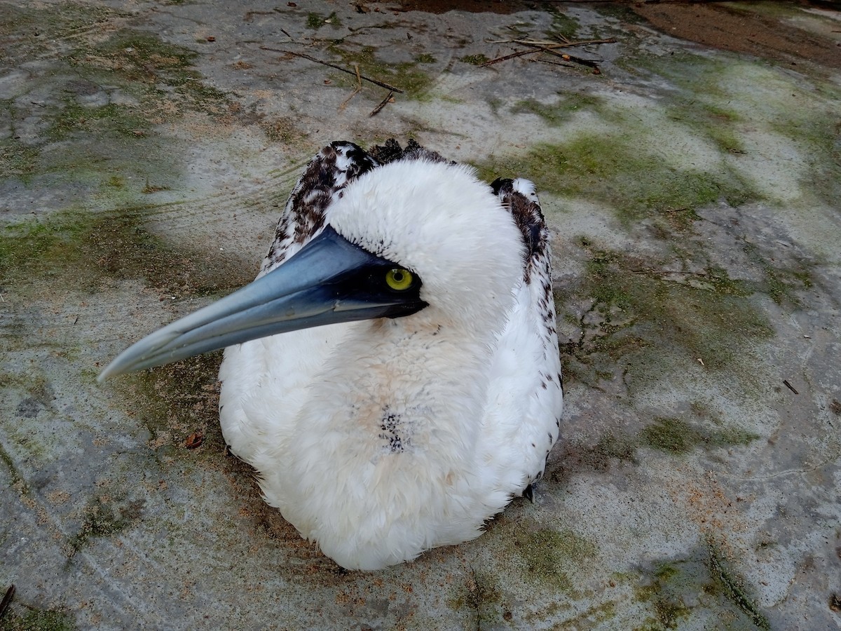 Masked Booby - ML356954261