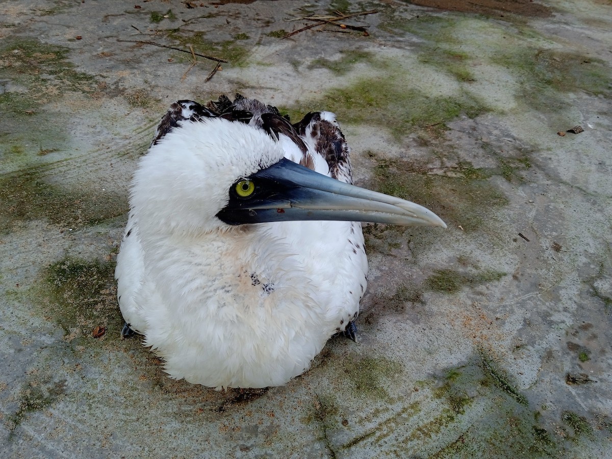 Masked Booby - ML356954271