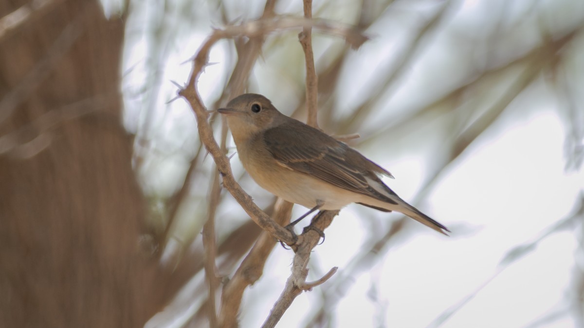 Red-breasted Flycatcher - ML356954401