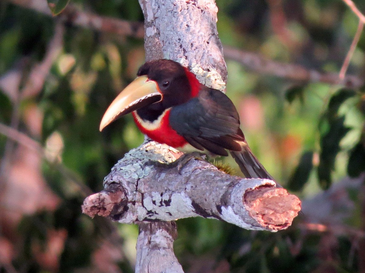 Arasarí Cuellirrojo (sturmii) - ML356955121