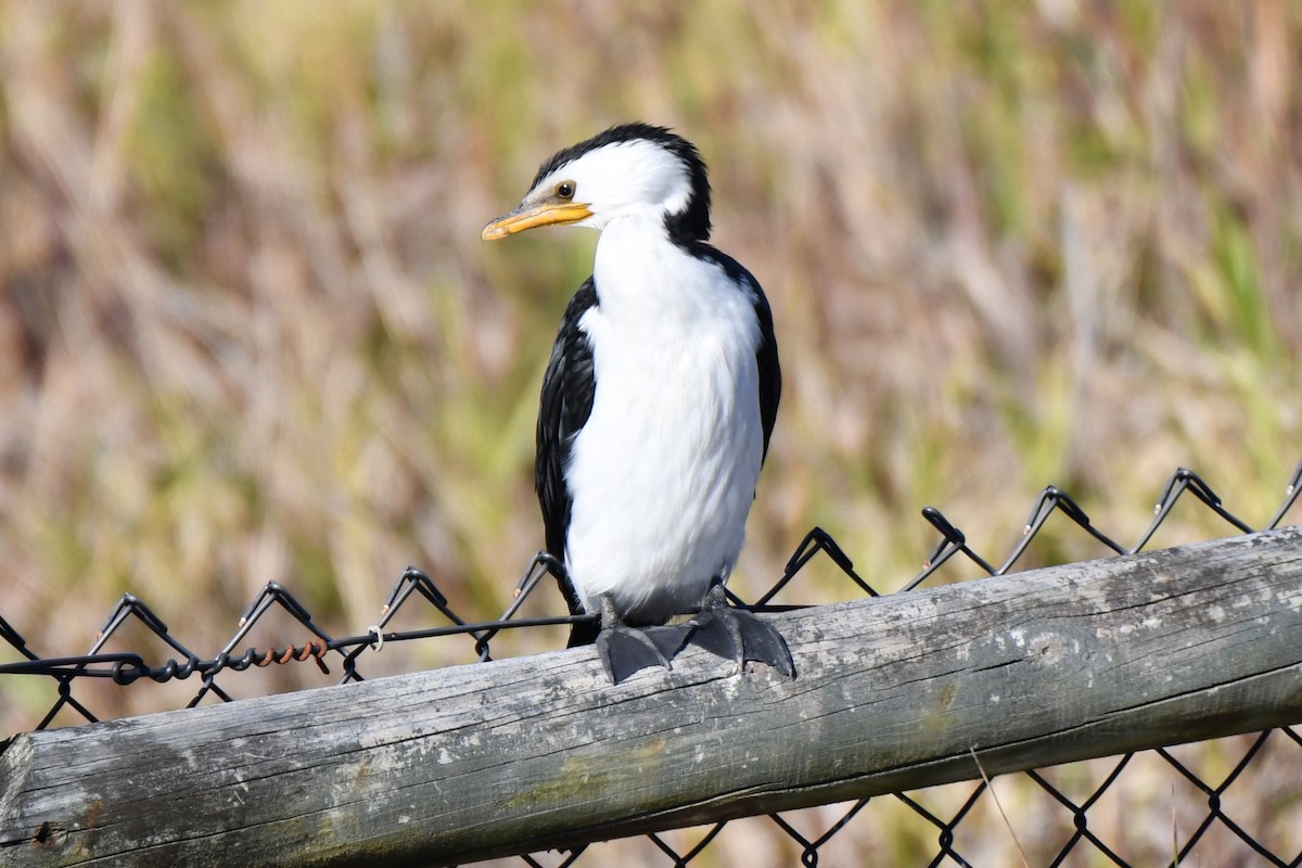 Little Pied Cormorant - ML356956791