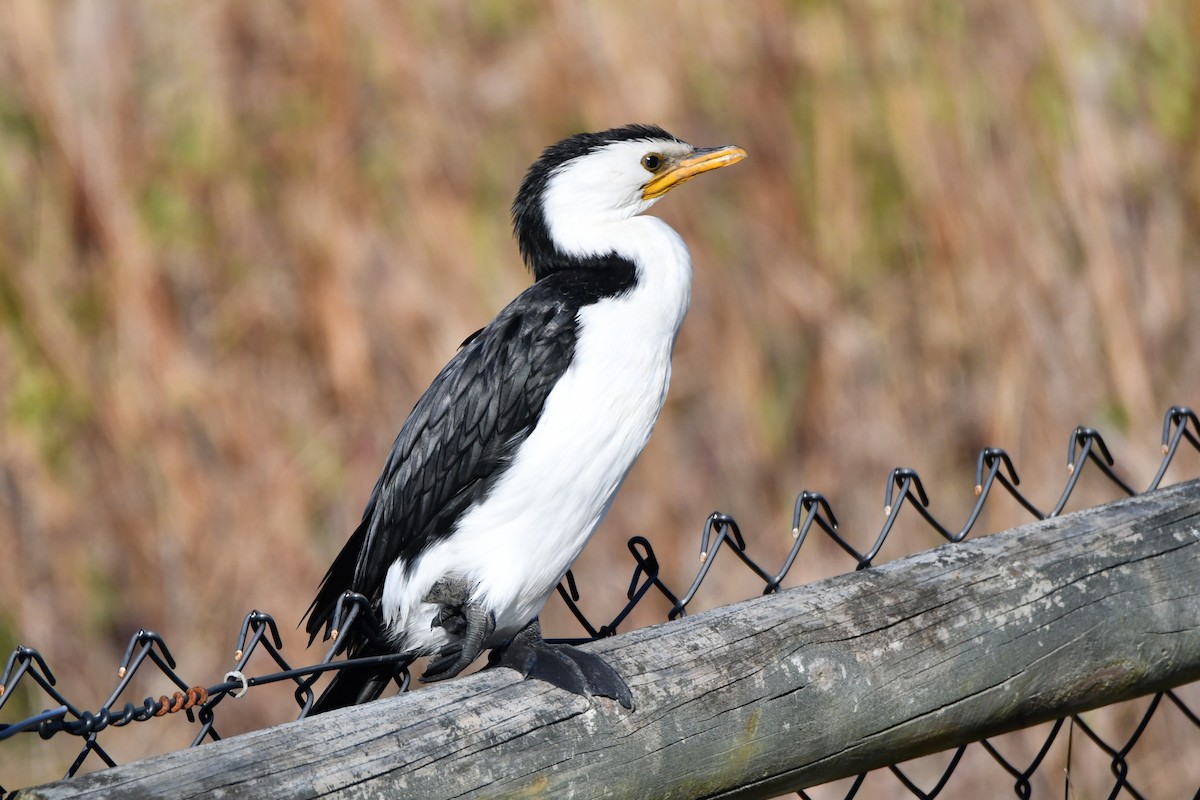 Little Pied Cormorant - ML356956821