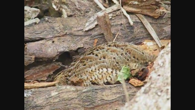 Brown Quail - ML356959461