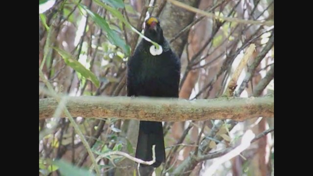 Tui - ML356959481