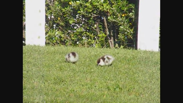 Paradise Shelduck - ML356959591