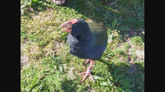 South Island Takahe - ML356959691