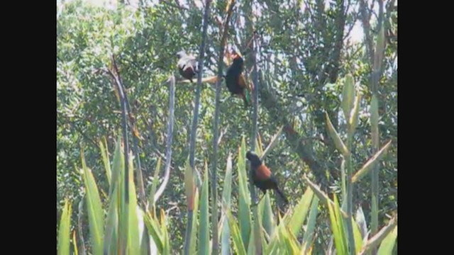 North Island Saddleback - ML356959781