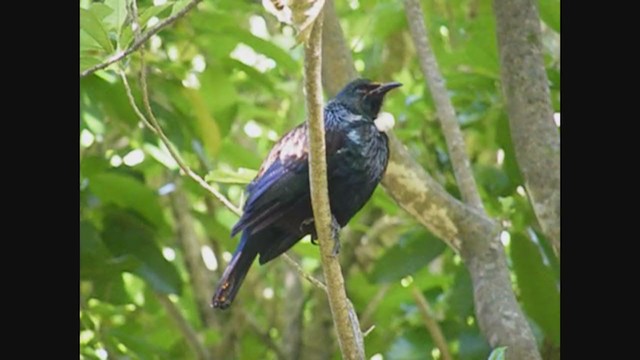 Mielero Tui - ML356959801