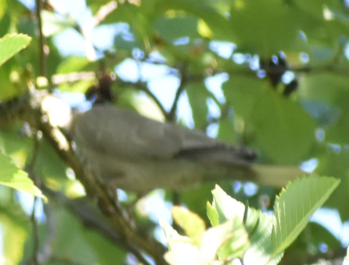 Eurasian Collared-Dove - Sally Anderson