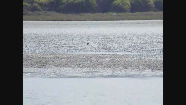 Australian Fairy Tern - ML356961301
