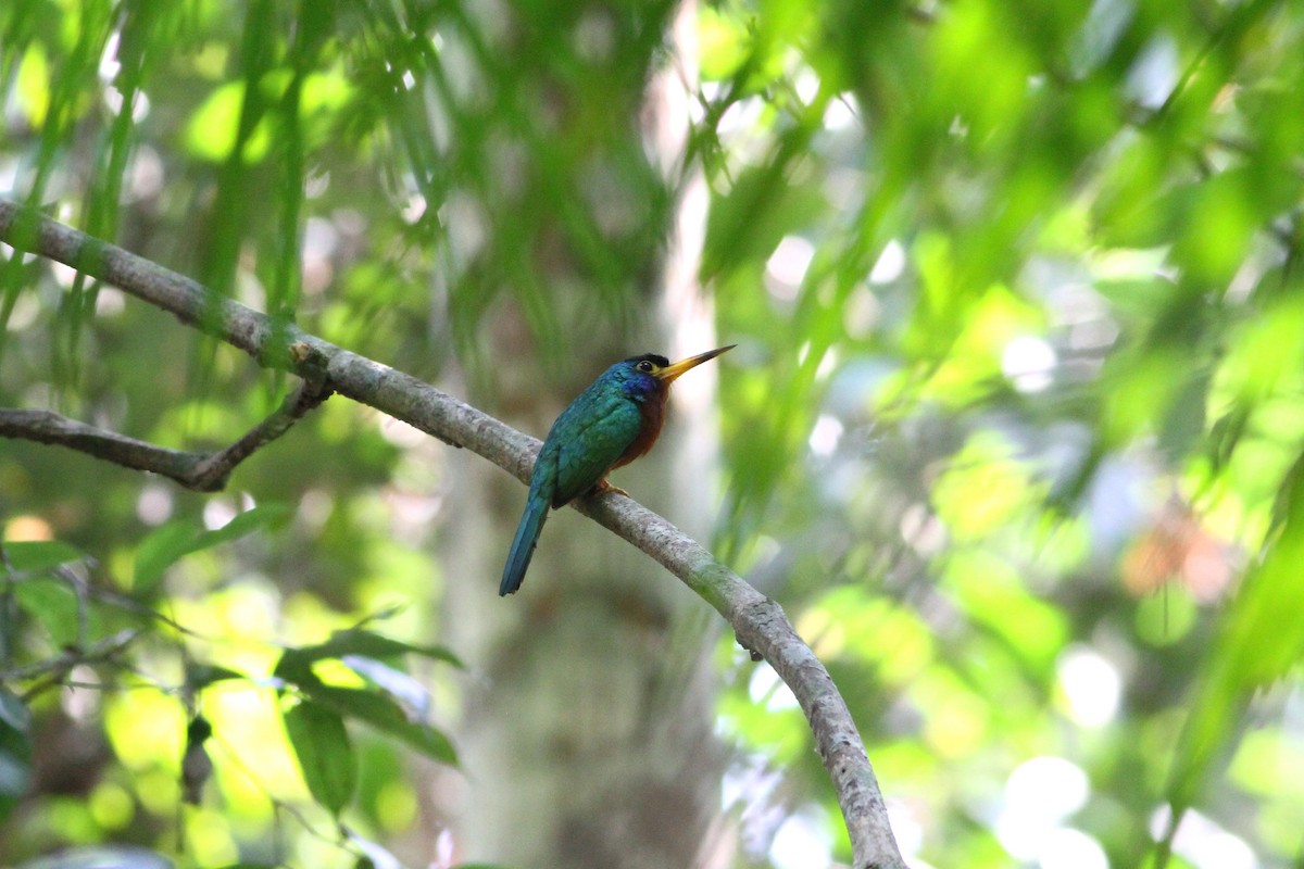 Blue-cheeked Jacamar - Rainer Seifert