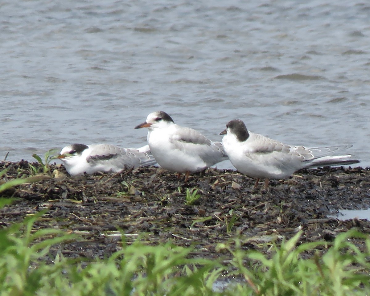 Common Tern - Jim Mead