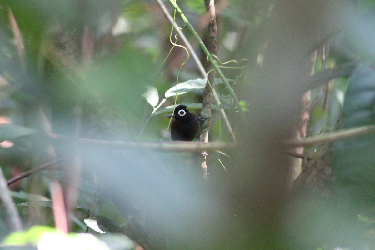 Bare-eyed Antbird - Rainer Seifert