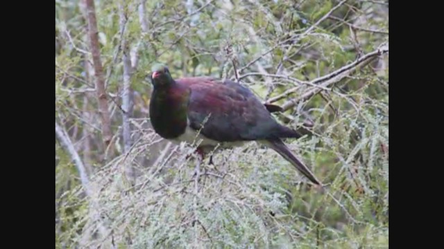 New Zealand Pigeon - ML356965521