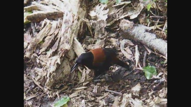 North Island Saddleback - ML356965641