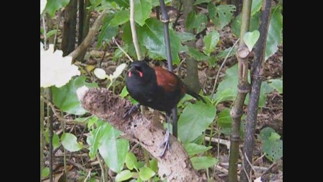 Tieke de Isla Norte - ML356965661