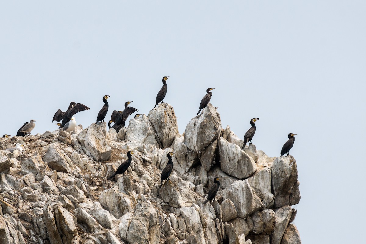 Great Cormorant - Natalie Statsenko