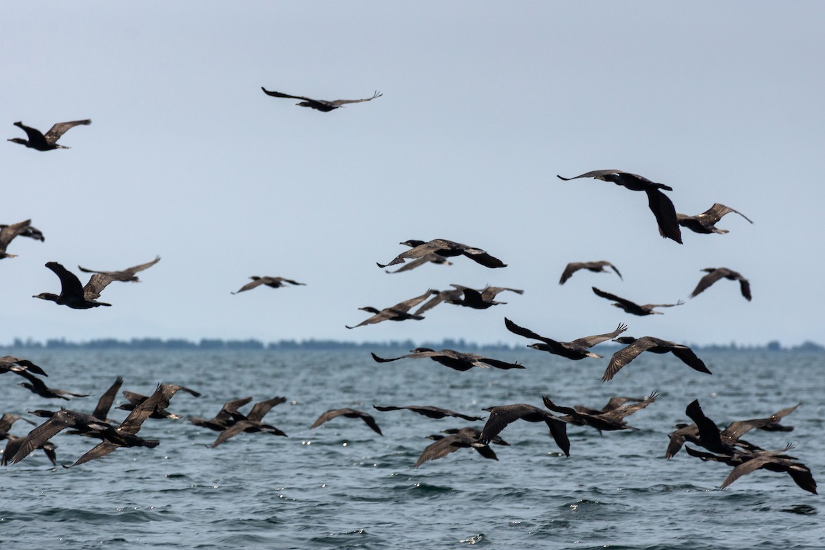 Great Cormorant - ML356965731