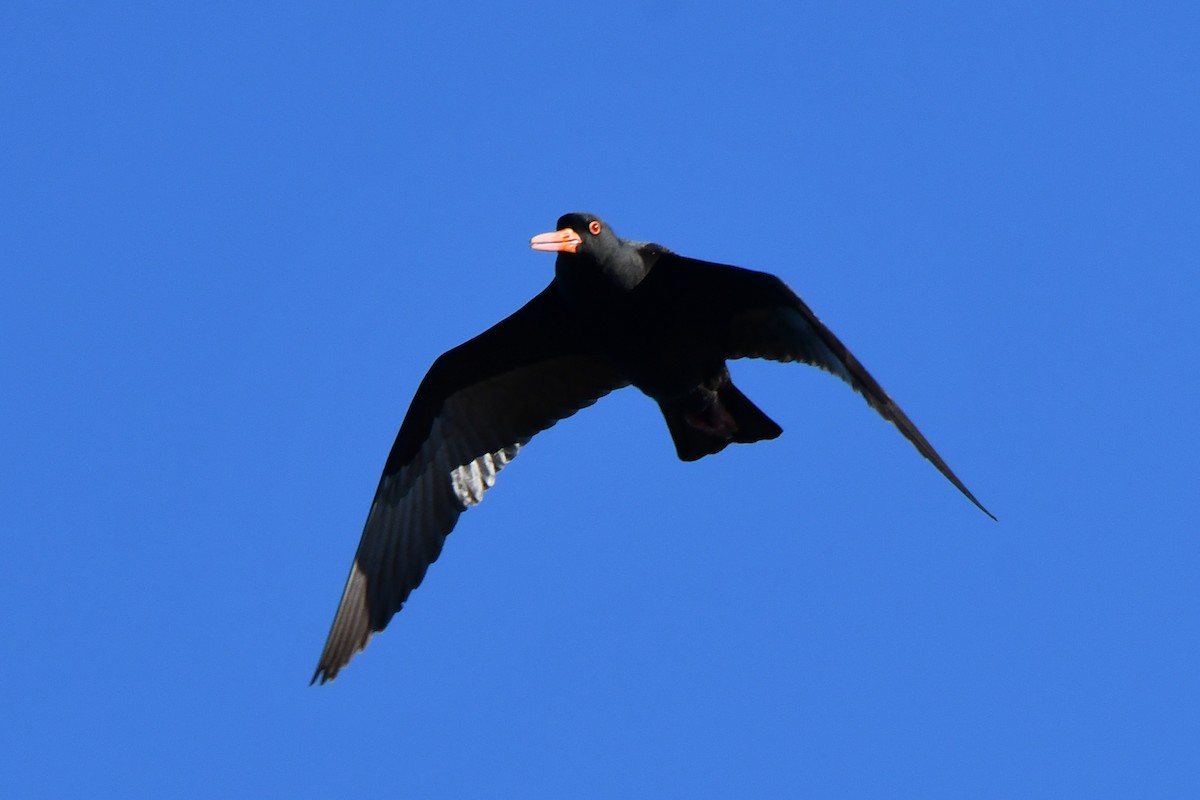 Sooty Oystercatcher - ML356965861