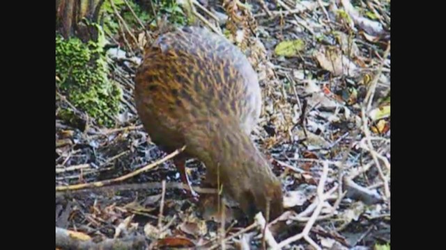 Rascón Weka - ML356966621