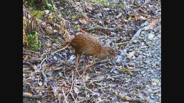 Rascón Weka - ML356966651