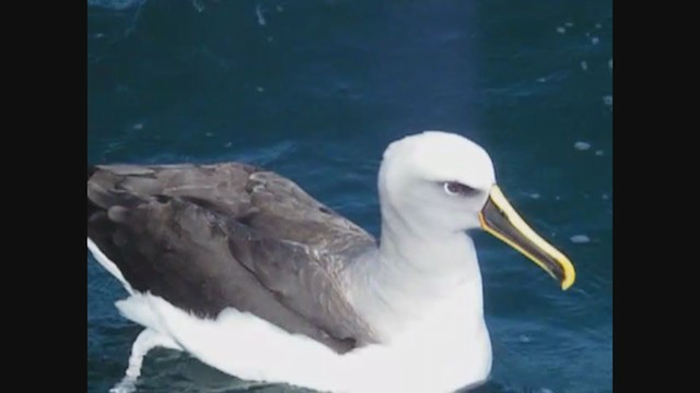 Buller's Albatross - ML356967351