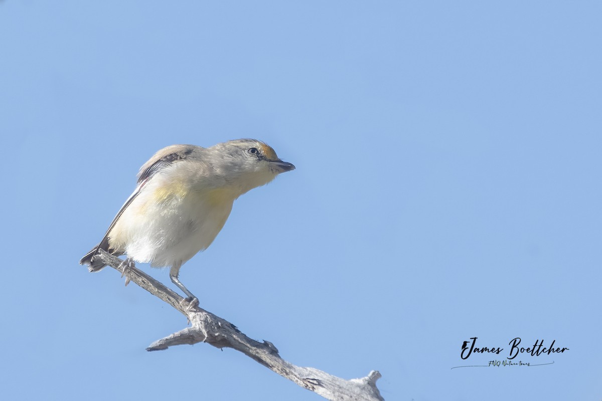 Striated Pardalote - ML356967431
