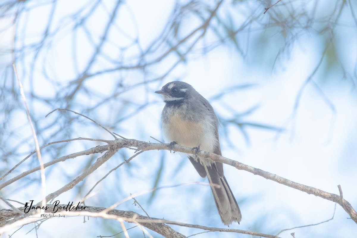 Gray Fantail - ML356967451