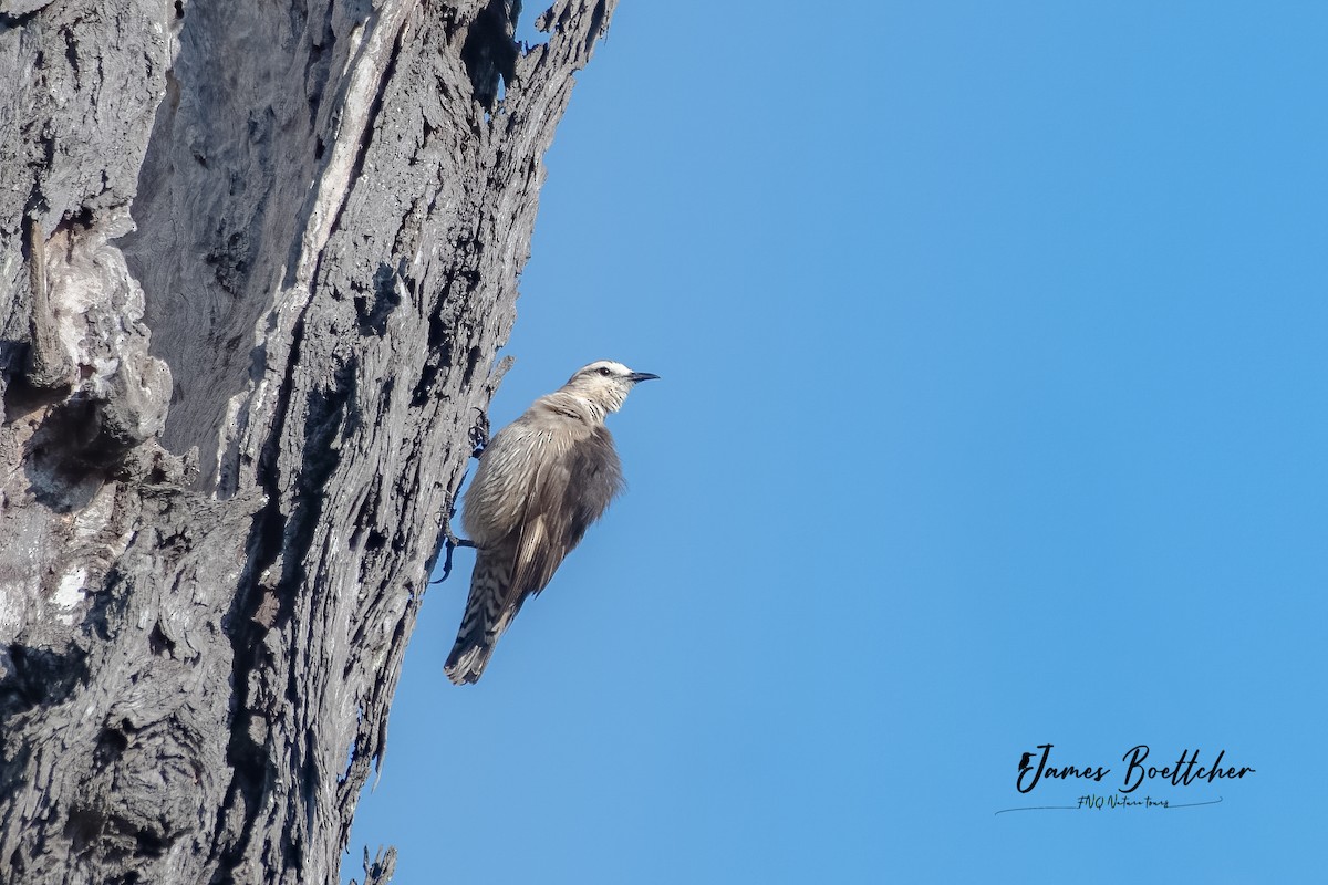 Brown Treecreeper - ML356967521