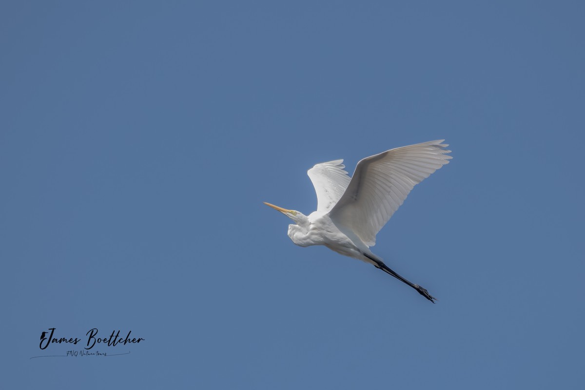 Great Egret - ML356967641