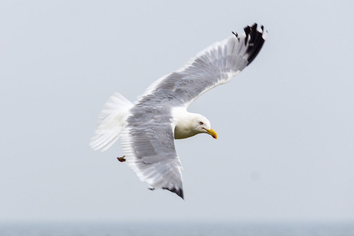 Gaviota Argéntea - ML356968131