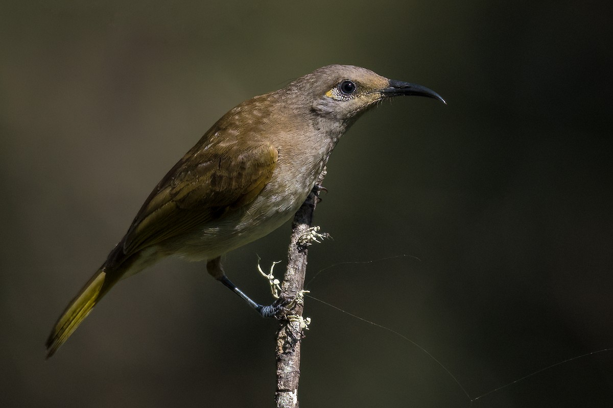 Brown Honeyeater - ML356968381