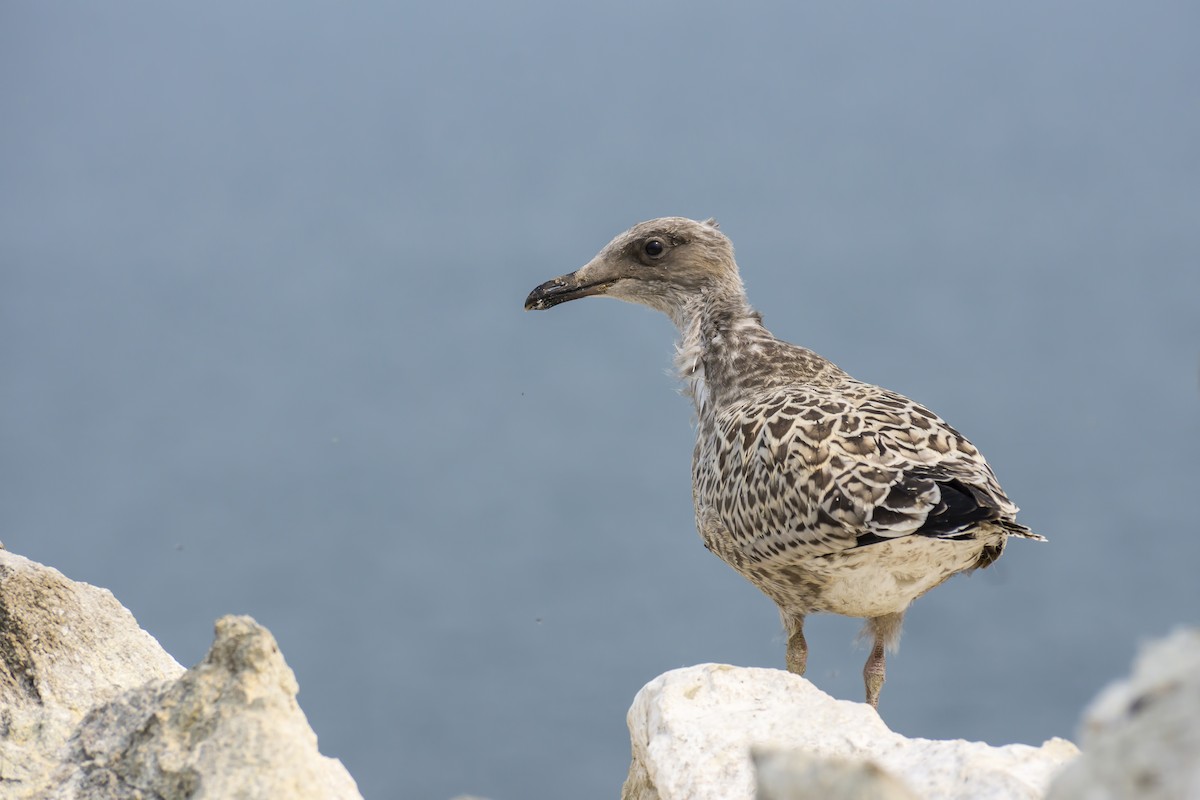 Gaviota Argéntea - ML356968461