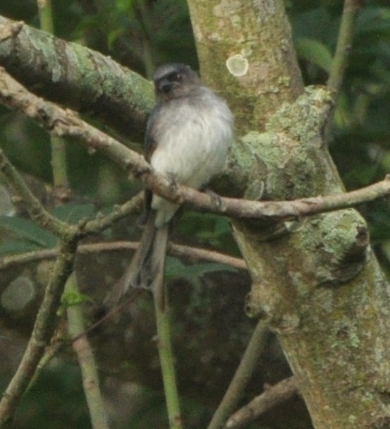 White-bellied Drongo - ML356969861