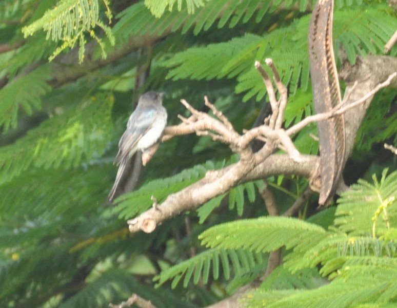 White-bellied Drongo - ML356969941