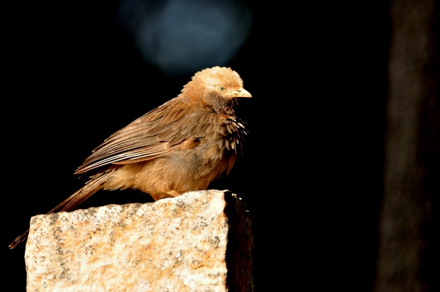 Yellow-billed Babbler - ML356969981