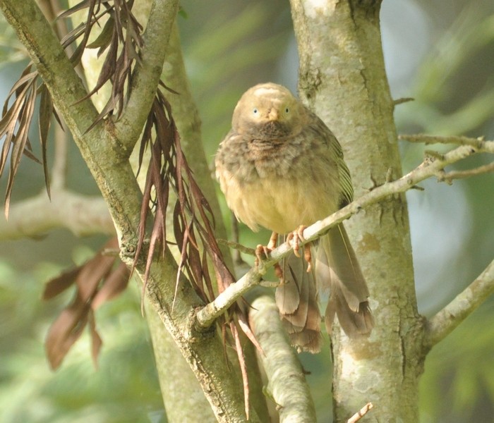 Yellow-billed Babbler - ML356969991