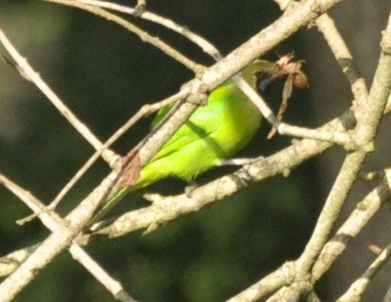 Jerdon's Leafbird - ML356970021