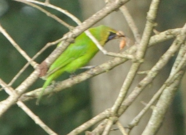 Jerdon's Leafbird - ML356970031